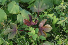 Jatropha gossypiifolia