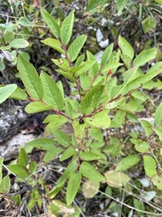 Vaccinium membranaceum