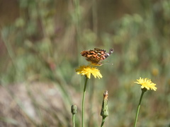 Vanessa braziliensis