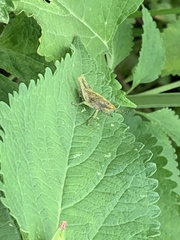 Sphenarium