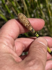 Equisetum fluviatile