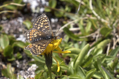 Euphydryas aurinia debilis