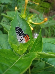 Talicada nyseus nyseus