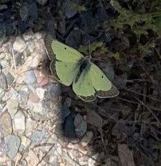 Colias philodice