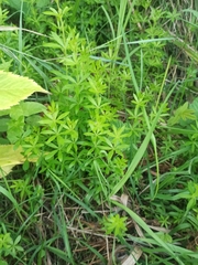 Galium mollugo