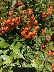 Pyracantha