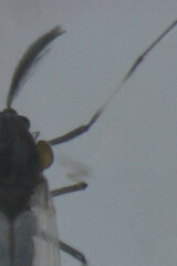 Hydrachnidia