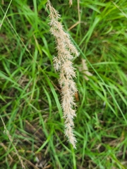 Calamagrostis