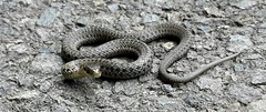 Thamnophis ordinoides
