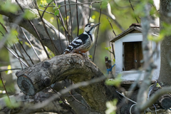 Dendrocopos leucotos