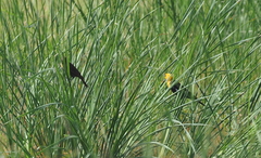 Xanthocephalus xanthocephalus