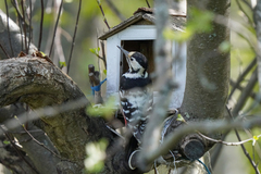 Dendrocopos leucotos