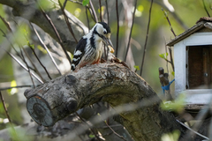 Dendrocopos leucotos
