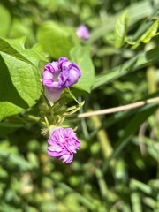 Ipomoea hederacea
