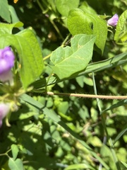 Ipomoea hederacea