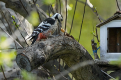 Dendrocopos leucotos