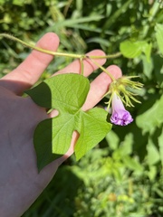 Ipomoea hederacea