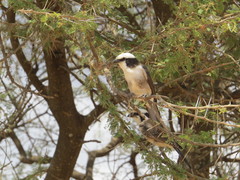Eurocephalus ruppelli