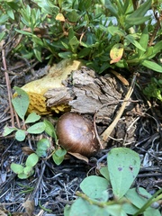 Chroogomphus vinicolor