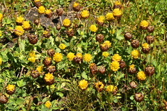 Trifolium badium
