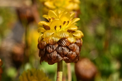 Trifolium badium