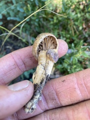 Chroogomphus vinicolor