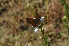 Tharsalea mariposa
