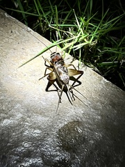Teleogryllus