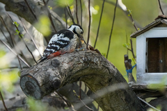 Dendrocopos leucotos