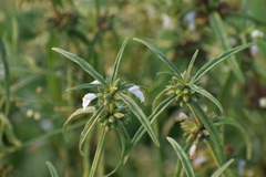 Leucas aspera