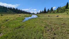 Somatochlora hudsonica