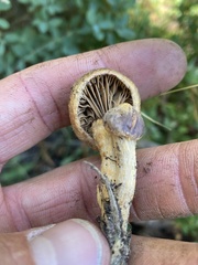 Chroogomphus vinicolor