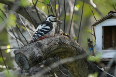 Dendrocopos leucotos