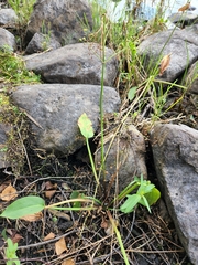 Alisma plantago-aquatica