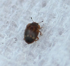Stelidota geminata