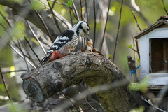 Dendrocopos leucotos