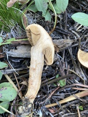 Chroogomphus vinicolor