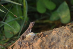 Sitana
