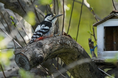 Dendrocopos leucotos