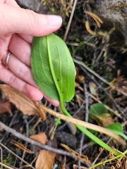 Alisma plantago-aquatica
