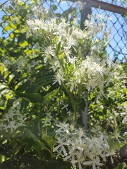 Clematis