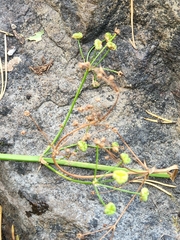 Alisma plantago-aquatica