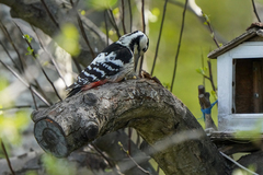 Dendrocopos leucotos