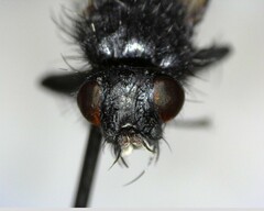 Oestroidea