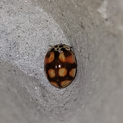 Adalia decempunctata