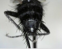 Oestroidea