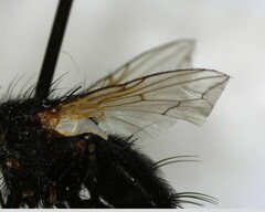 Oestroidea