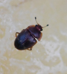 Stelidota geminata