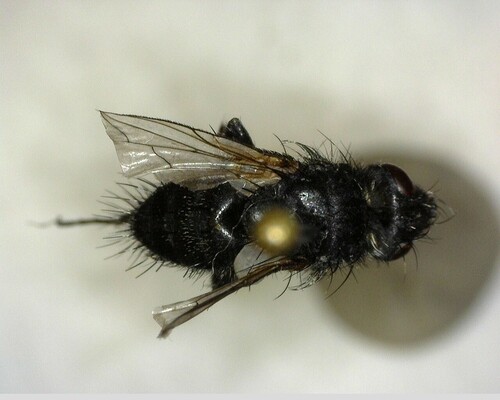 iNaturalist observation photo of Bot Flies, Blow Flies, and Allies