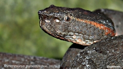 Craspedocephalus puniceus